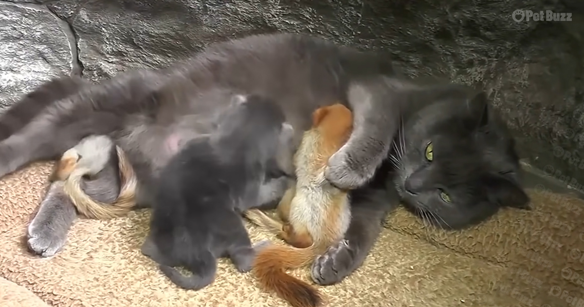Cat adopts orphaned baby squirrels