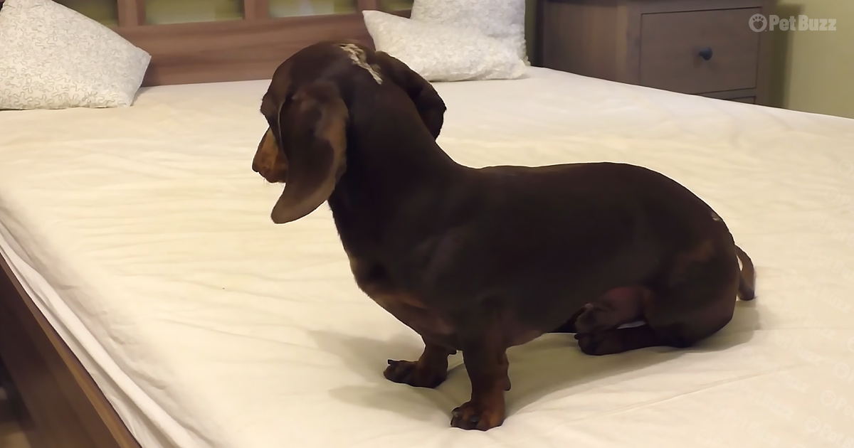Adorable Dachshund puppy gets onto the bed for the first time
