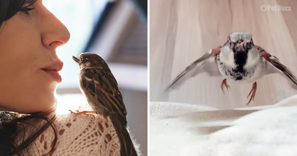 Happy the rescued sparrow