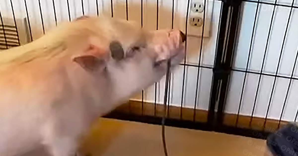 Pig disconnects vacuum cleaner