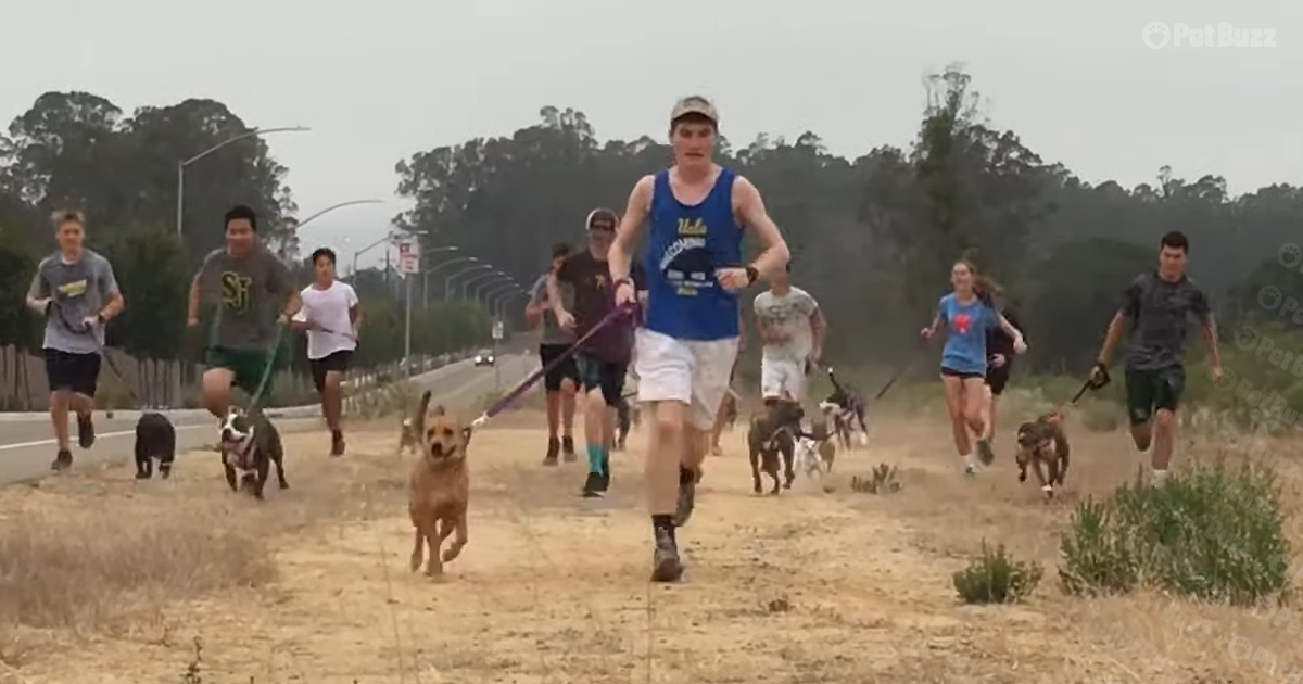 Shelter dogs and students morning run