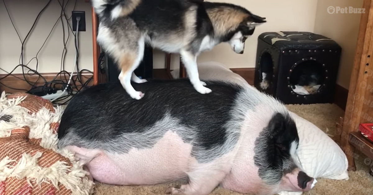 husky tries to wake up a large snoring pig
