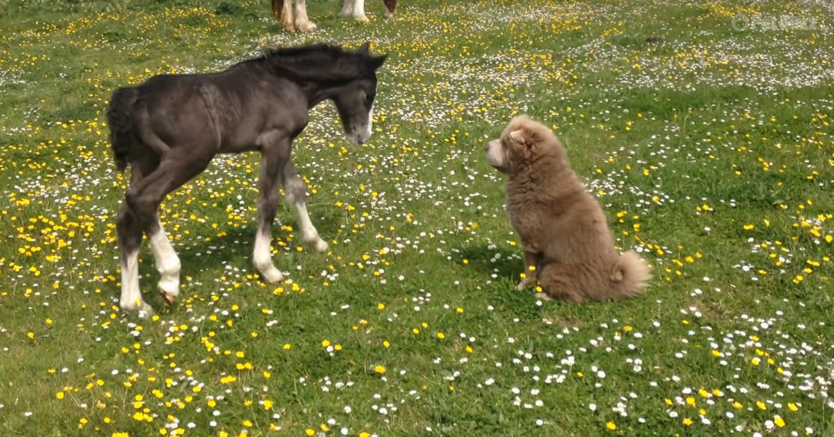 1-week-old foal playing with a Shar-Pei