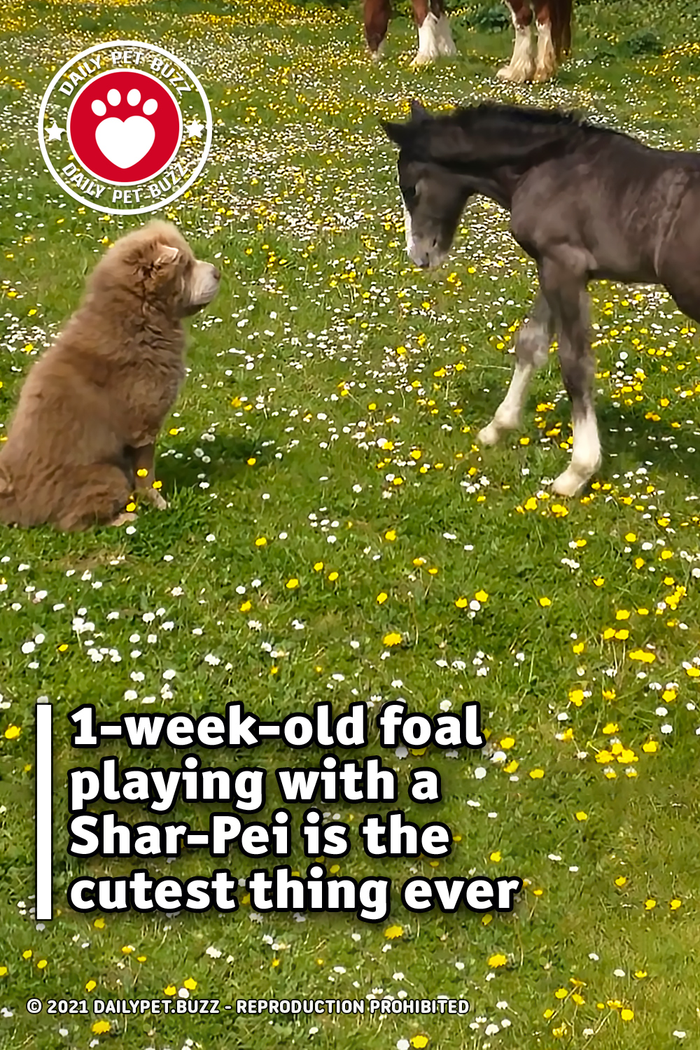 1-week-old foal playing with a Shar-Pei is the cutest thing ever
