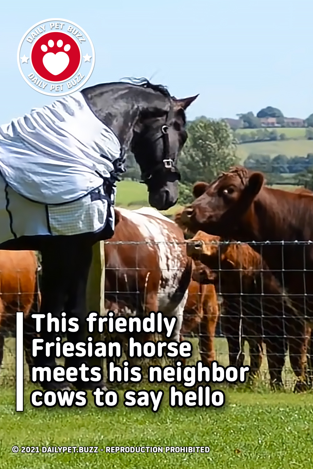 This friendly Friesian horse meets his neighbor cows to say hello