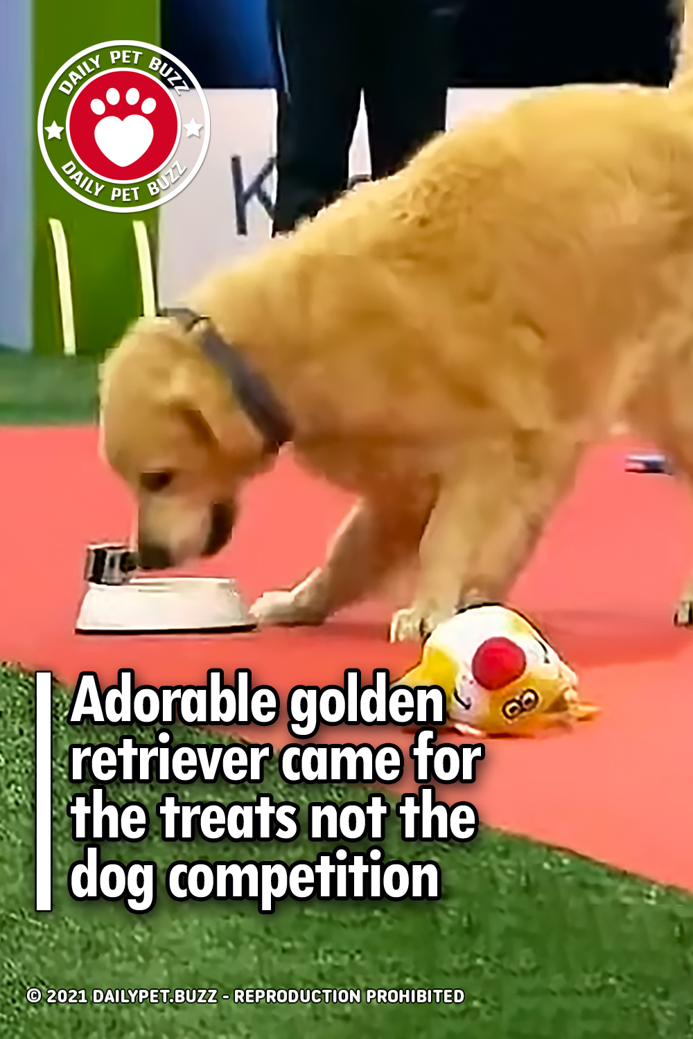 Adorable golden retriever came for the treats not the dog competition