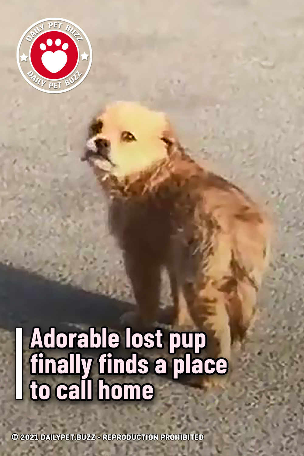 Adorable lost pup finally finds a place to call home