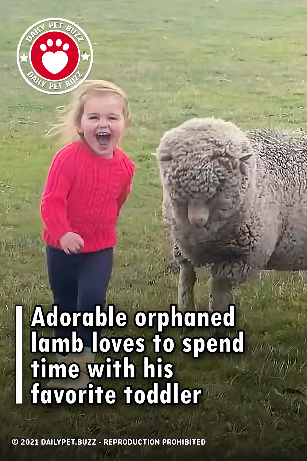 Adorable orphaned lamb loves to spend time with his favorite toddler