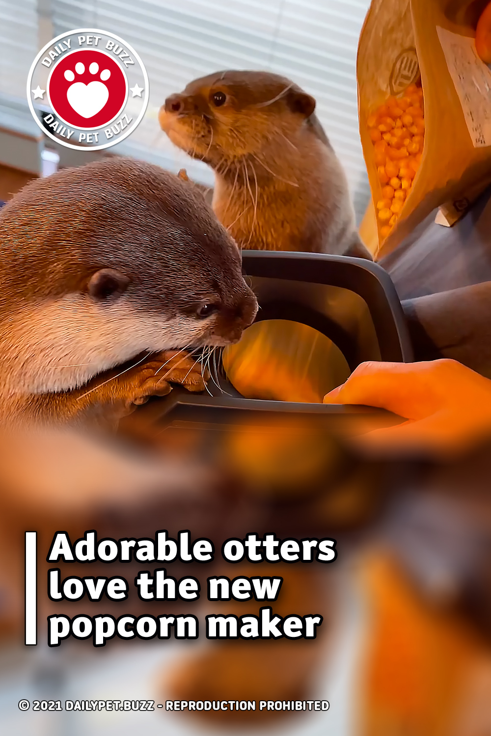Adorable otters love the new popcorn maker