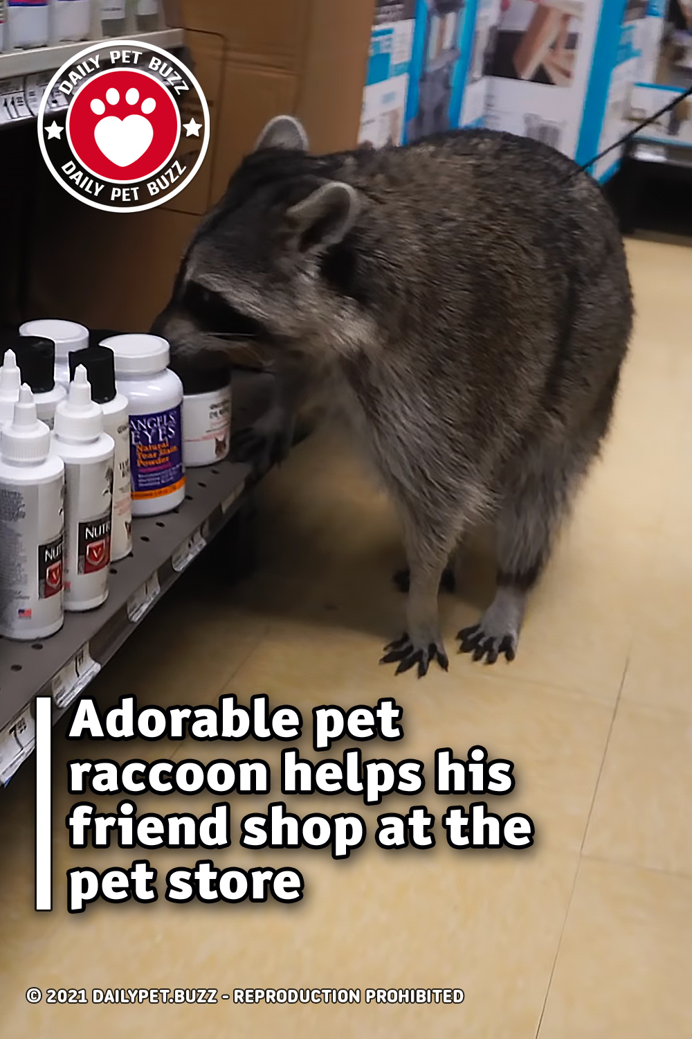 Adorable pet raccoon helps his friend shop at the pet store