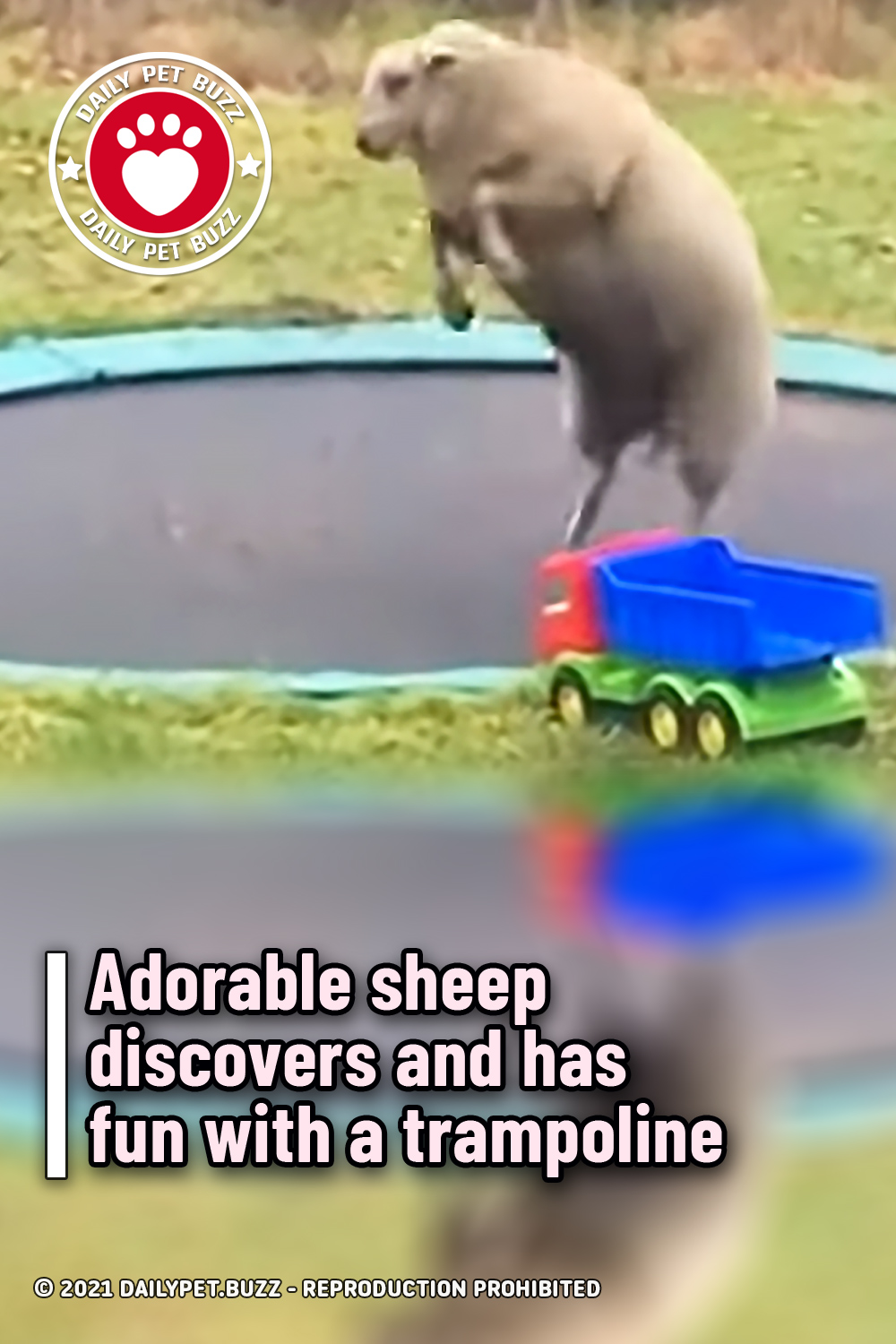 Adorable sheep discovers and has fun with a trampoline