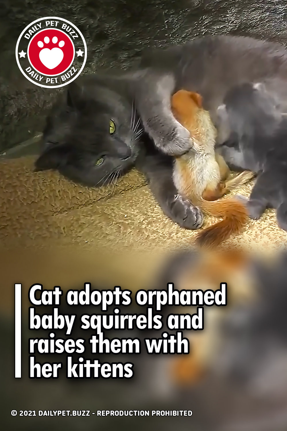 Cat adopts orphaned baby squirrels and raises them with her kittens