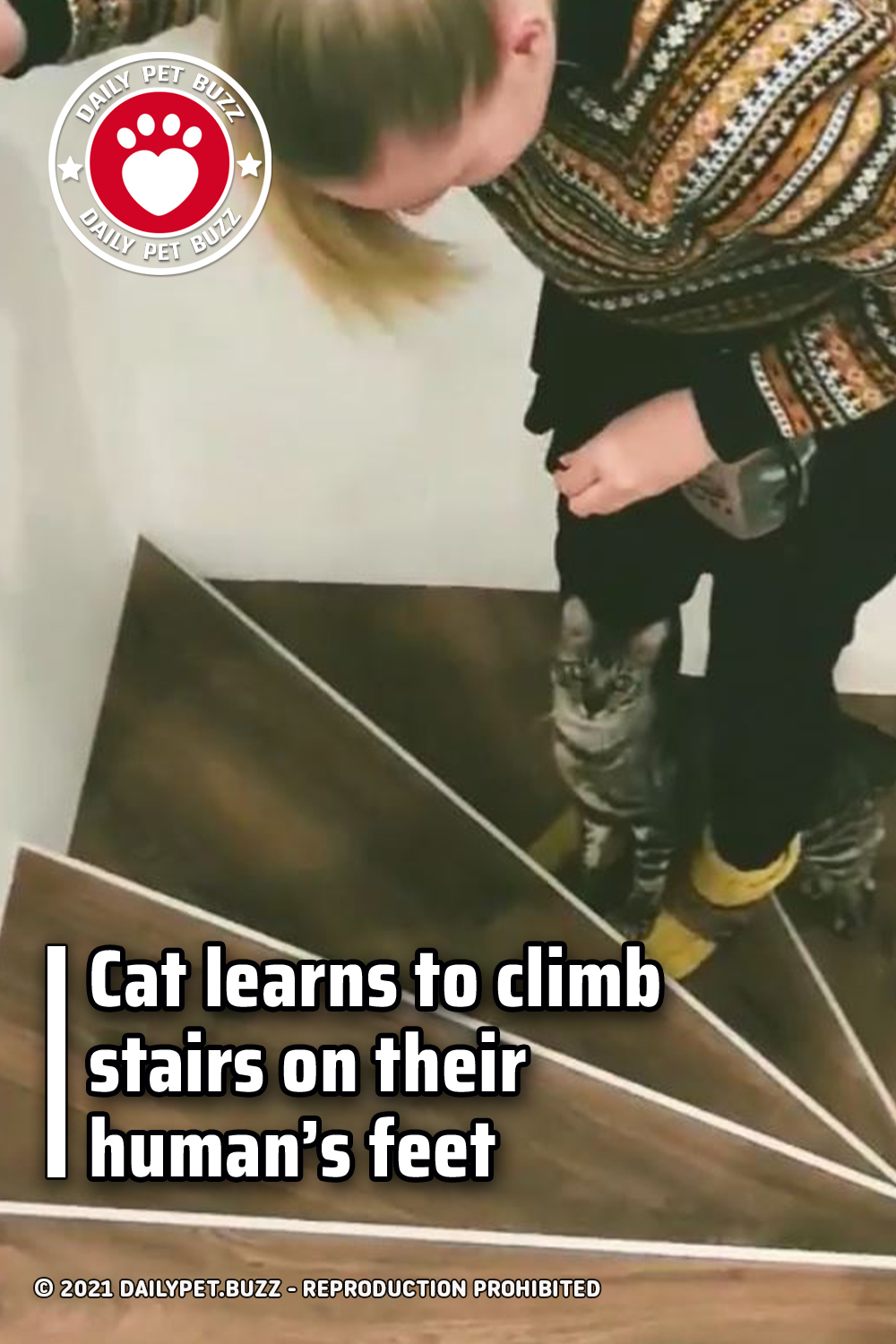 Cat learns to climb stairs on their human’s feet