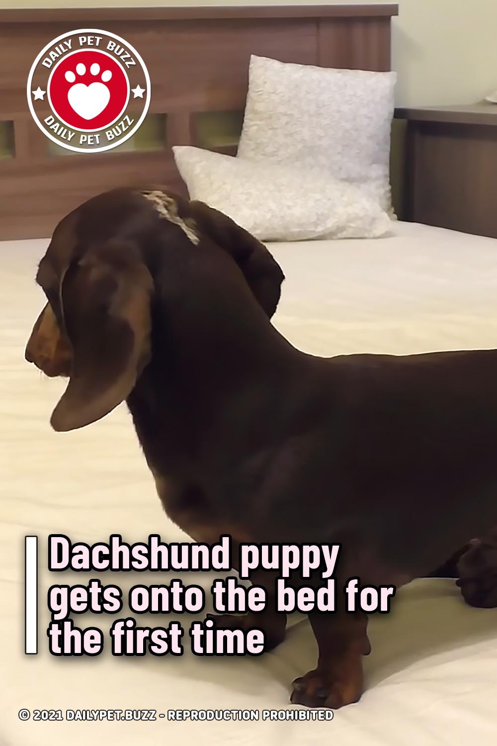 Dachshund puppy gets onto the bed for the first time