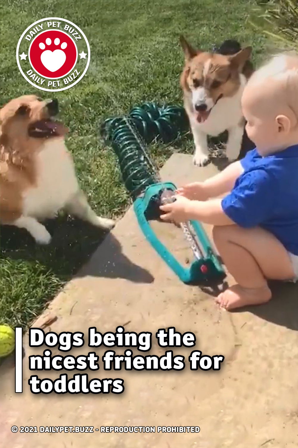 Dogs being the nicest friends for toddlers