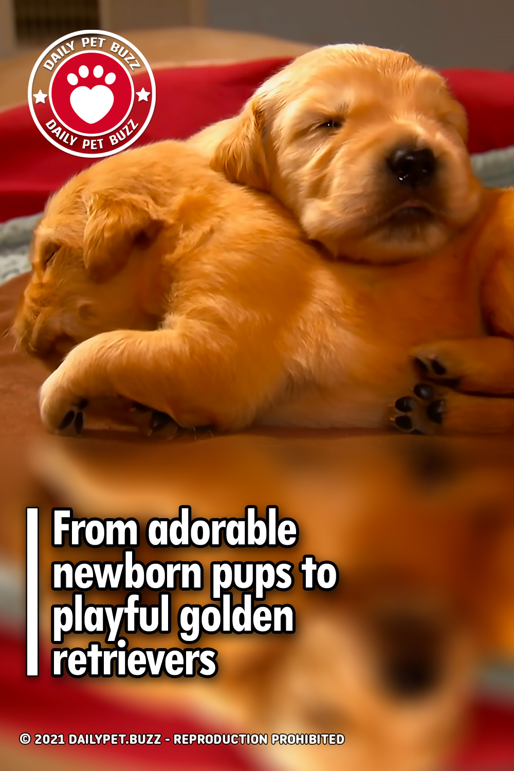 From adorable newborn pups to playful golden retrievers