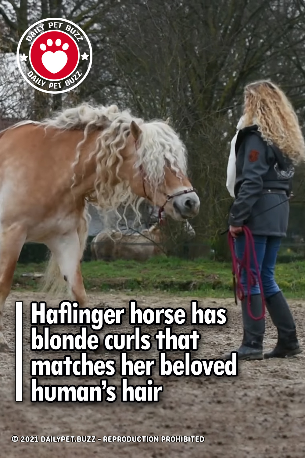 Haflinger horse has blonde curls that matches her beloved human’s hair