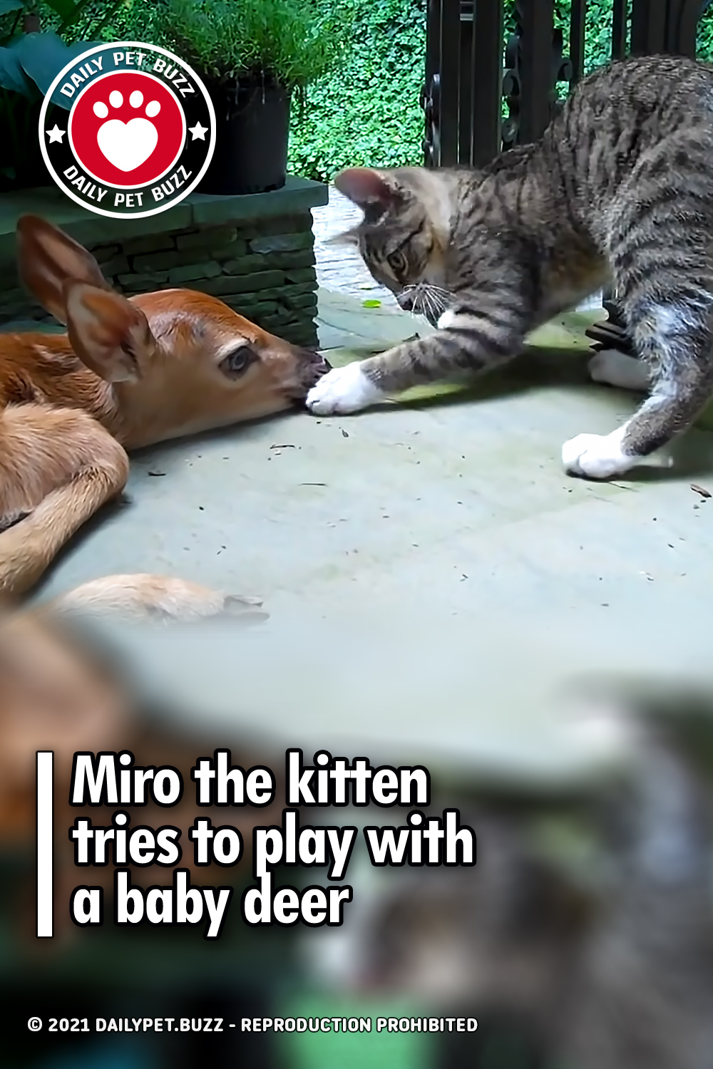 Miro the kitten tries to play with a baby deer