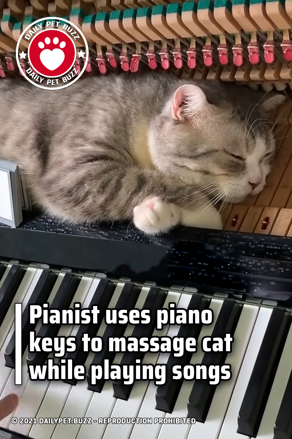 Pianist uses piano keys to massage cat while playing songs