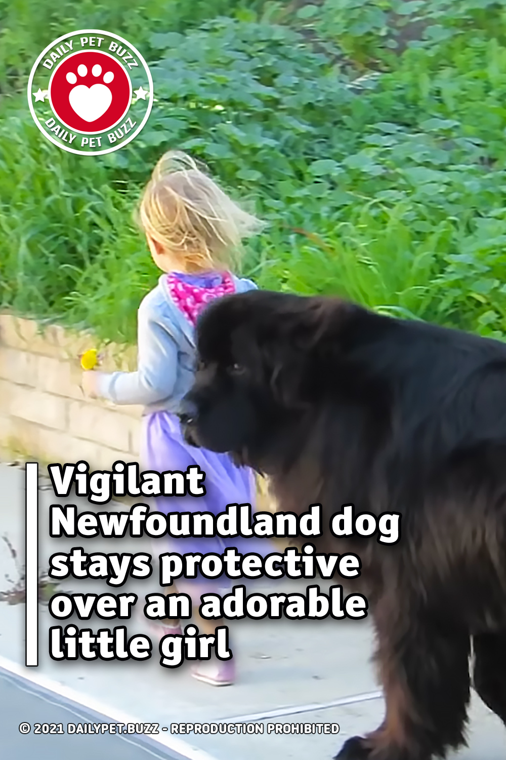 Vigilant Newfoundland dog stays protective over an adorable little girl