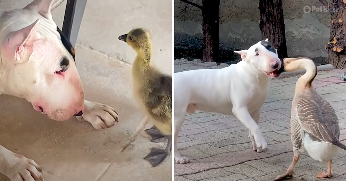 Bull Terrier and baby goose