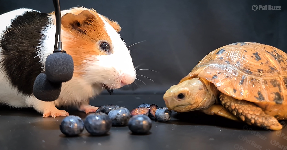 Guinea pig and turtle
