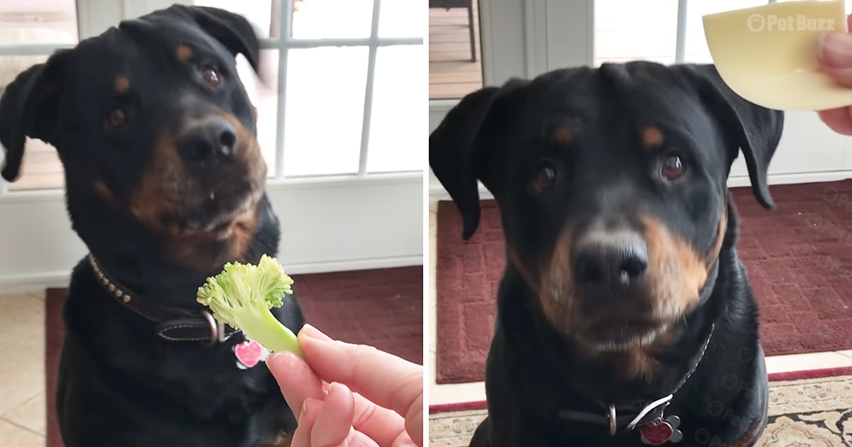 Rottweiler says 'no' to vegetables