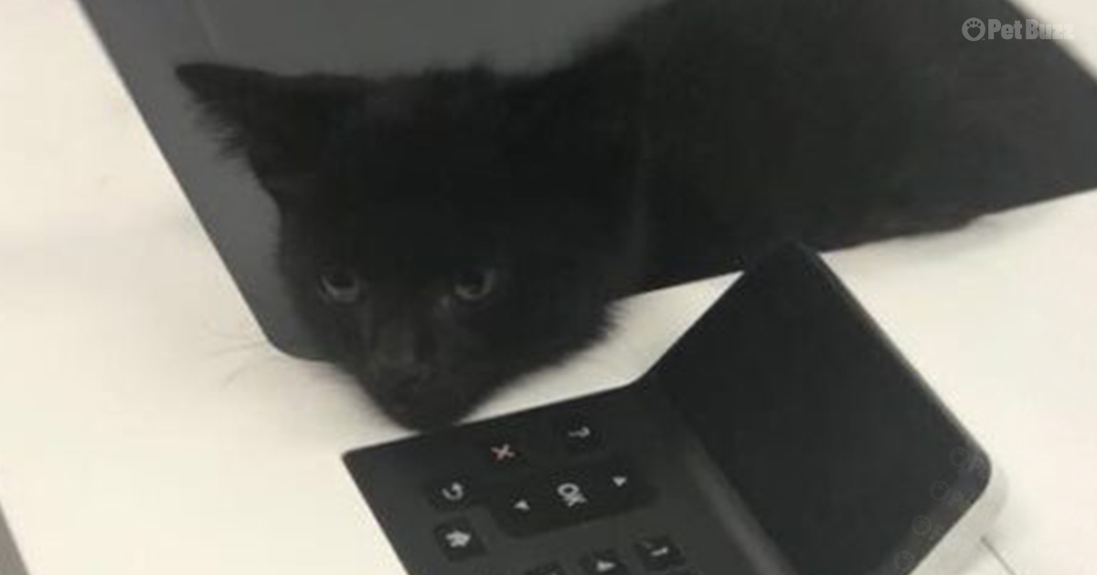 Kitten at Sheriff’s office