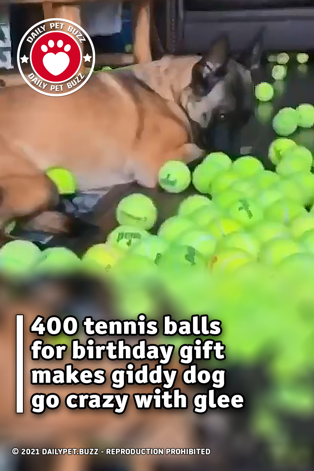 400 tennis balls for birthday gift makes giddy dog go crazy with glee