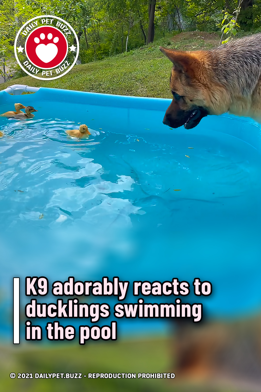 K9 adorably reacts to ducklings swimming in the pool