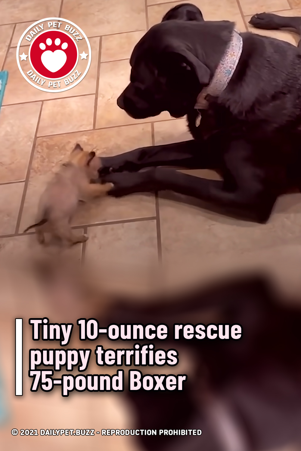 Tiny 10-ounce rescue puppy terrifies 75-pound Boxer