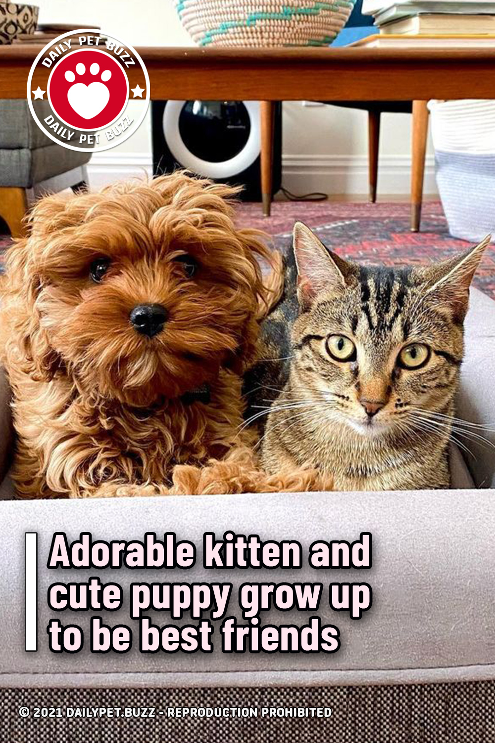 Adorable kitten and cute puppy grow up to be best friends