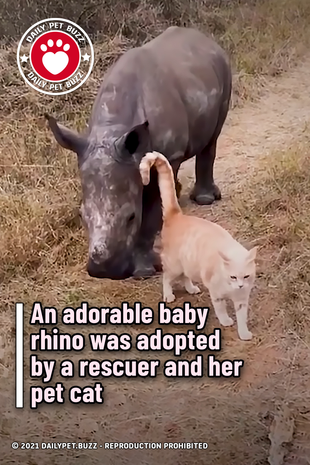 An adorable baby rhino was adopted by a rescuer and her pet cat