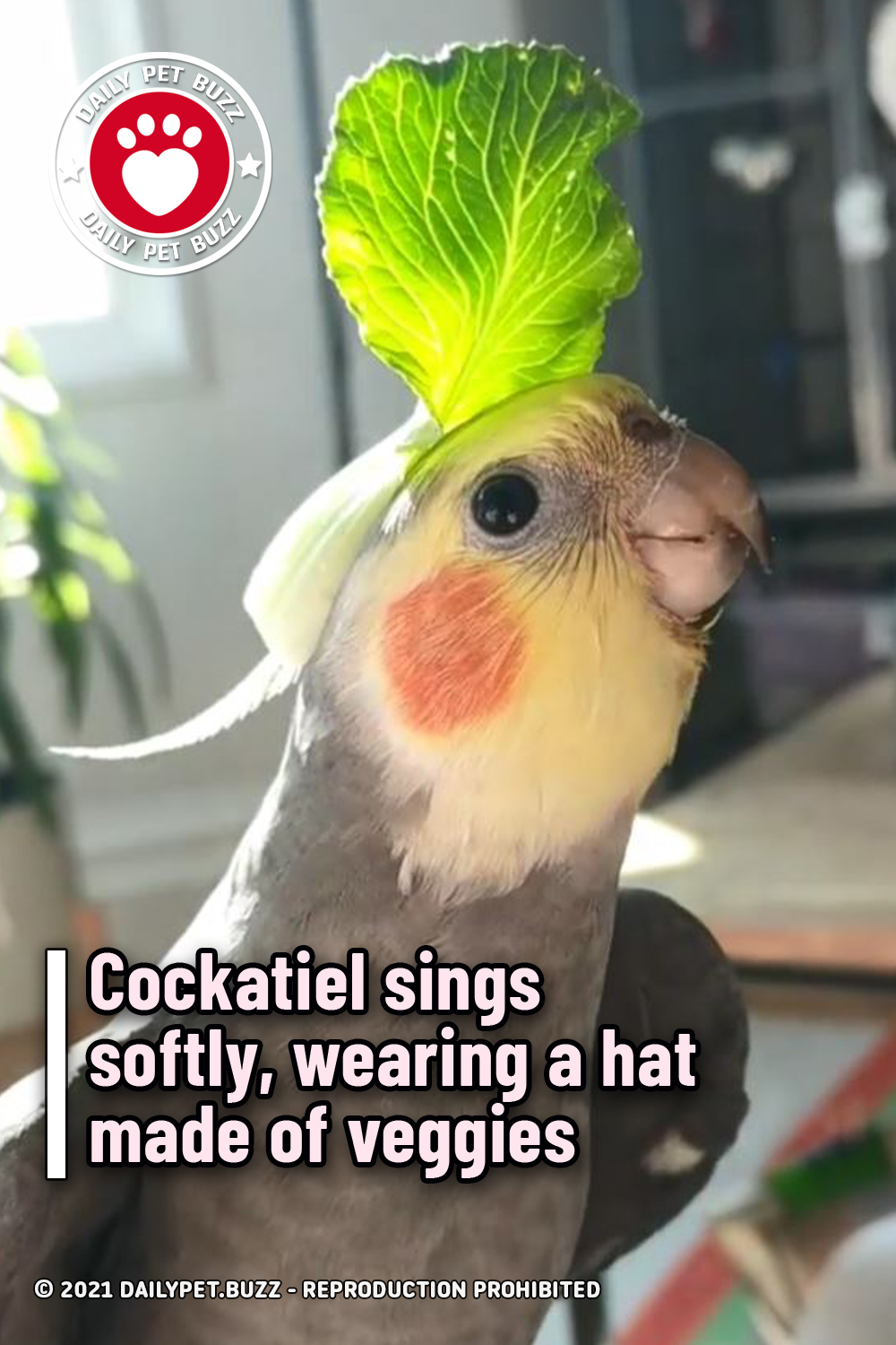 Cockatiel sings softly, wearing a hat made of veggies