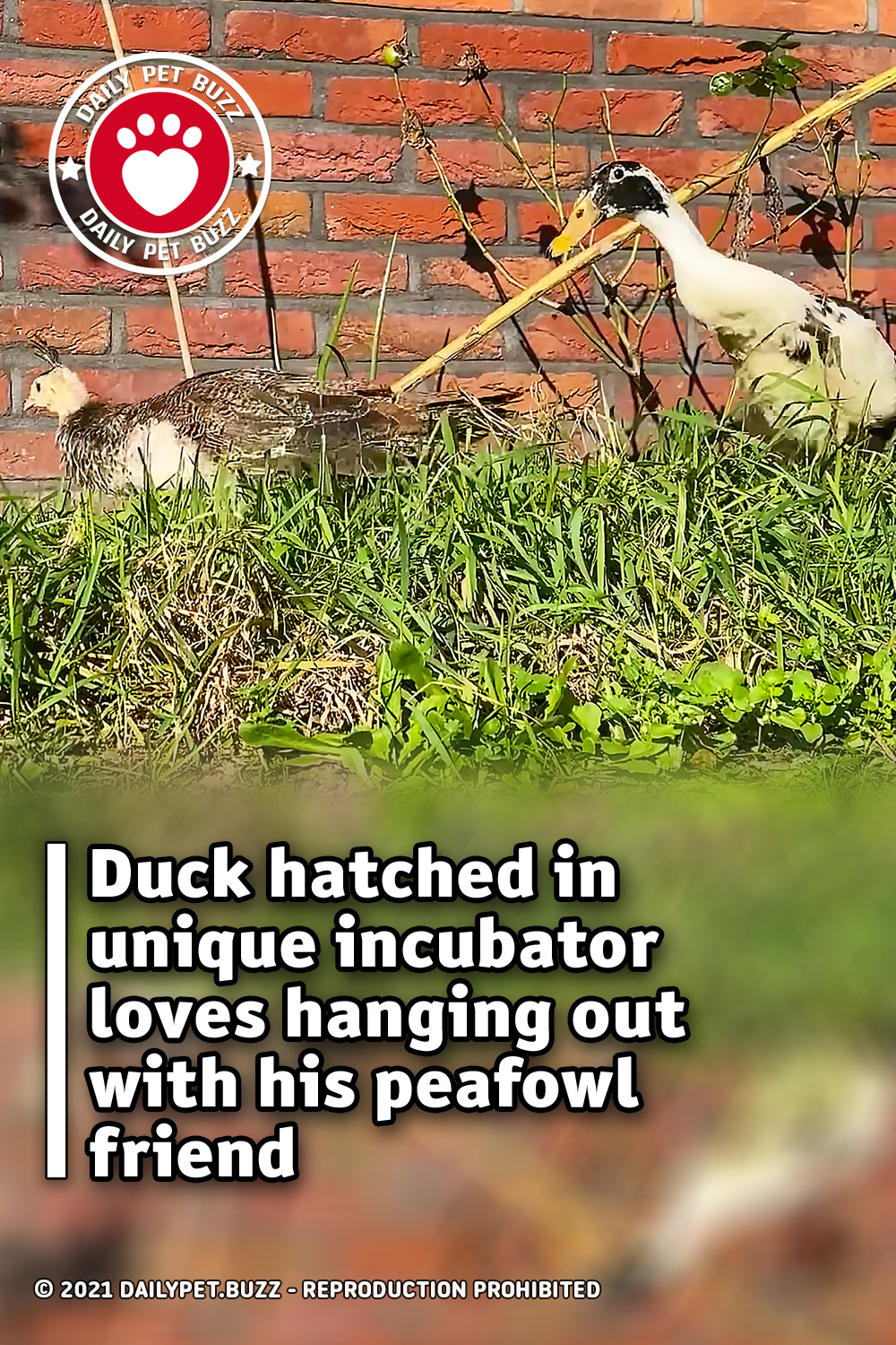 Duck hatched in unique incubator loves hanging out with his peafowl friend