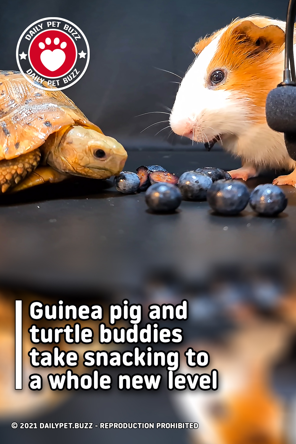 Guinea pig and turtle buddies take snacking to a whole new level