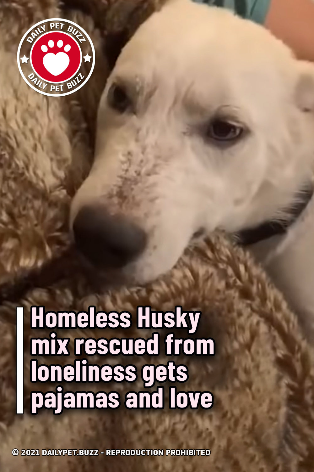 Homeless Husky mix rescued from loneliness gets pajamas and love