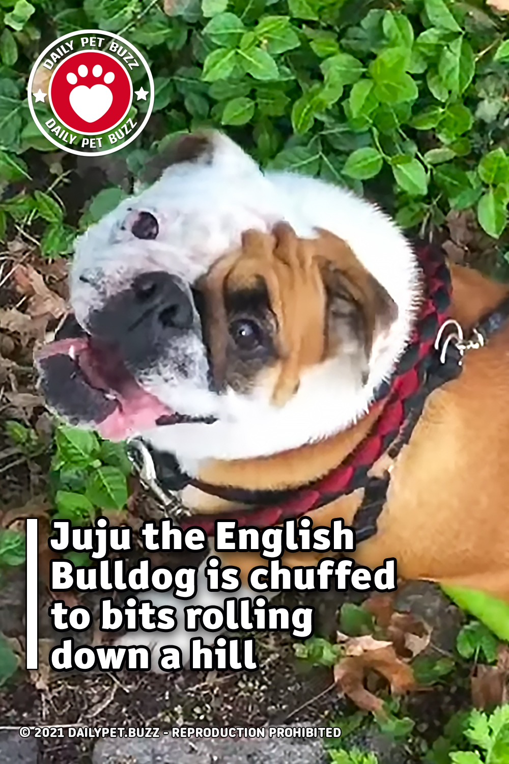 Juju the English Bulldog is chuffed to bits rolling down a hill
