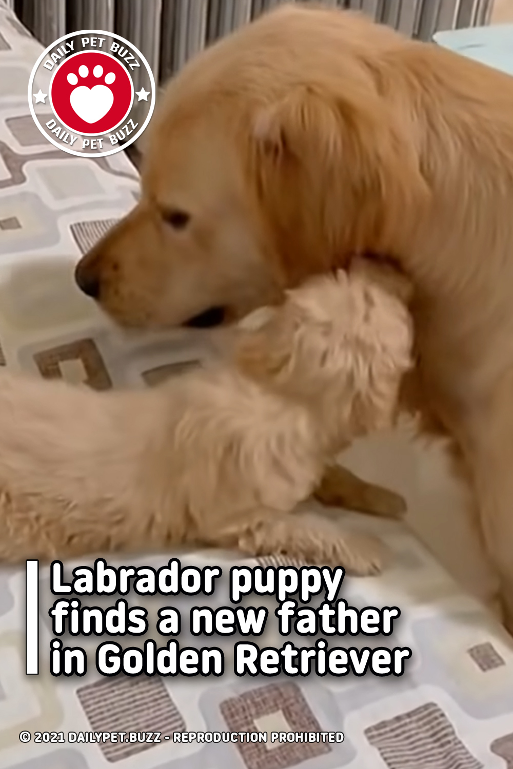 Labrador puppy finds a new father in Golden Retriever