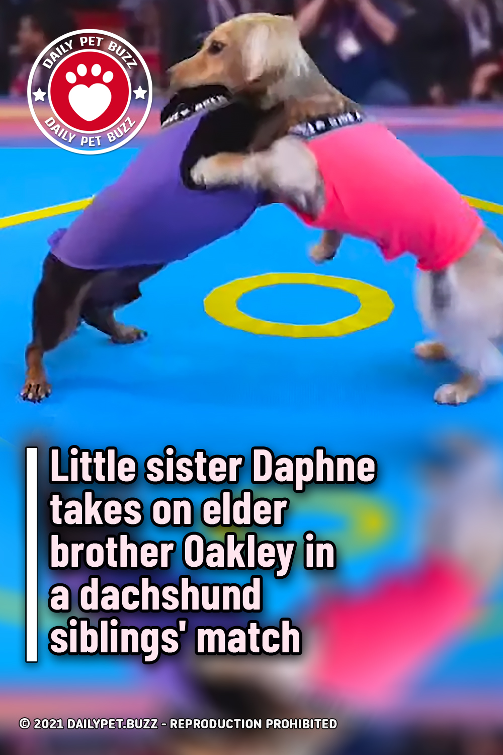 Little sister Daphne takes on elder brother Oakley in a dachshund siblings\' match