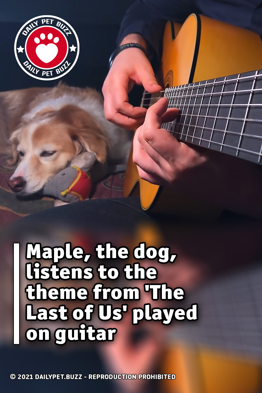 Maple, the dog, listens to the theme from \'The Last of Us\' played on guitar