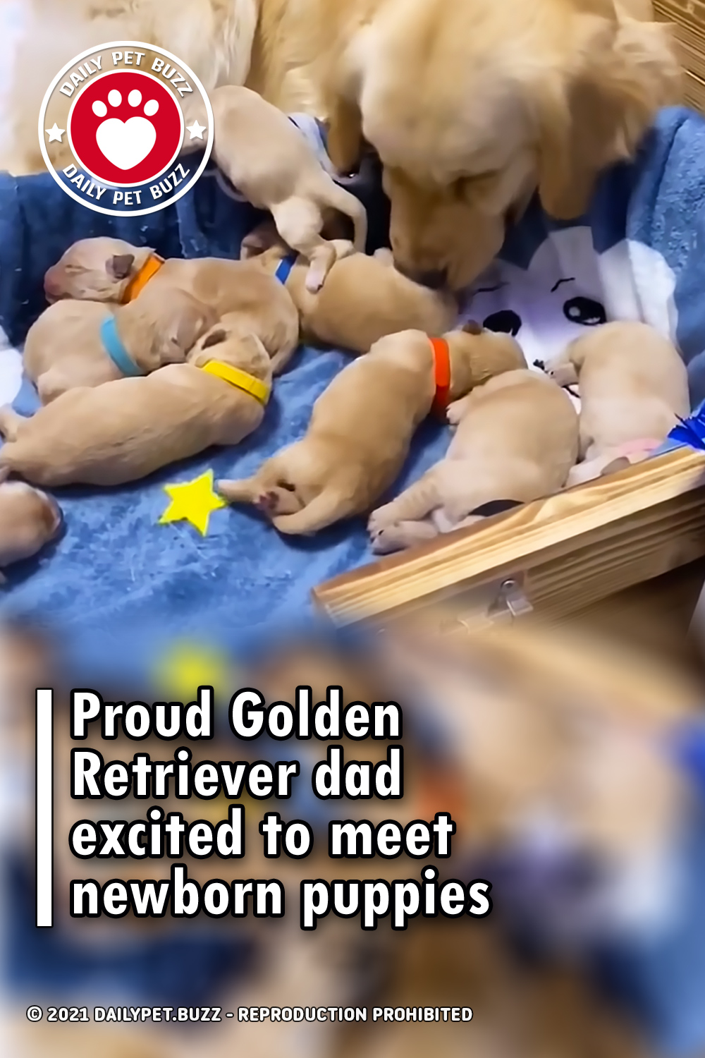 Proud Golden Retriever dad excited to meet newborn puppies