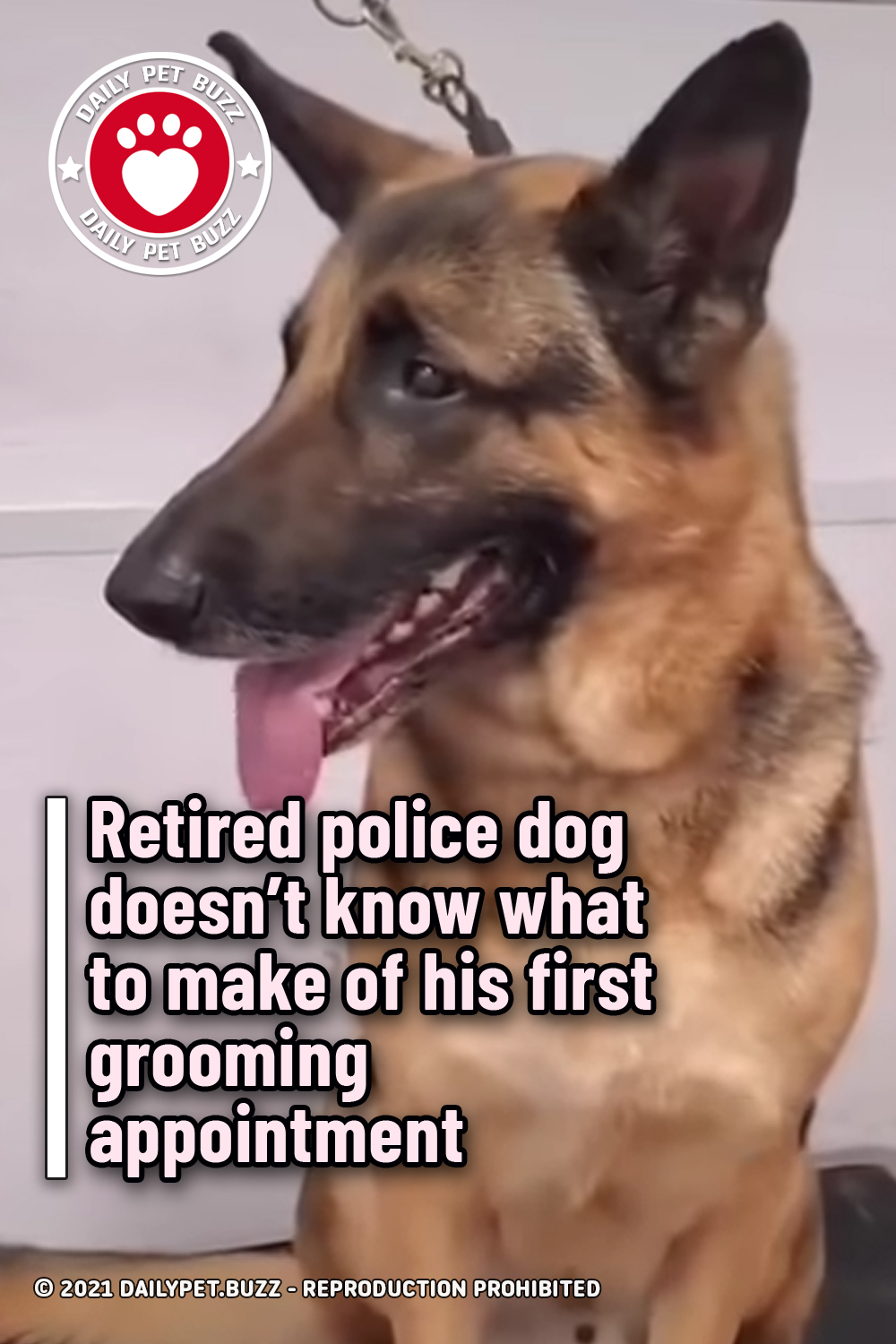 Retired police dog doesn’t know what to make of his first grooming appointment