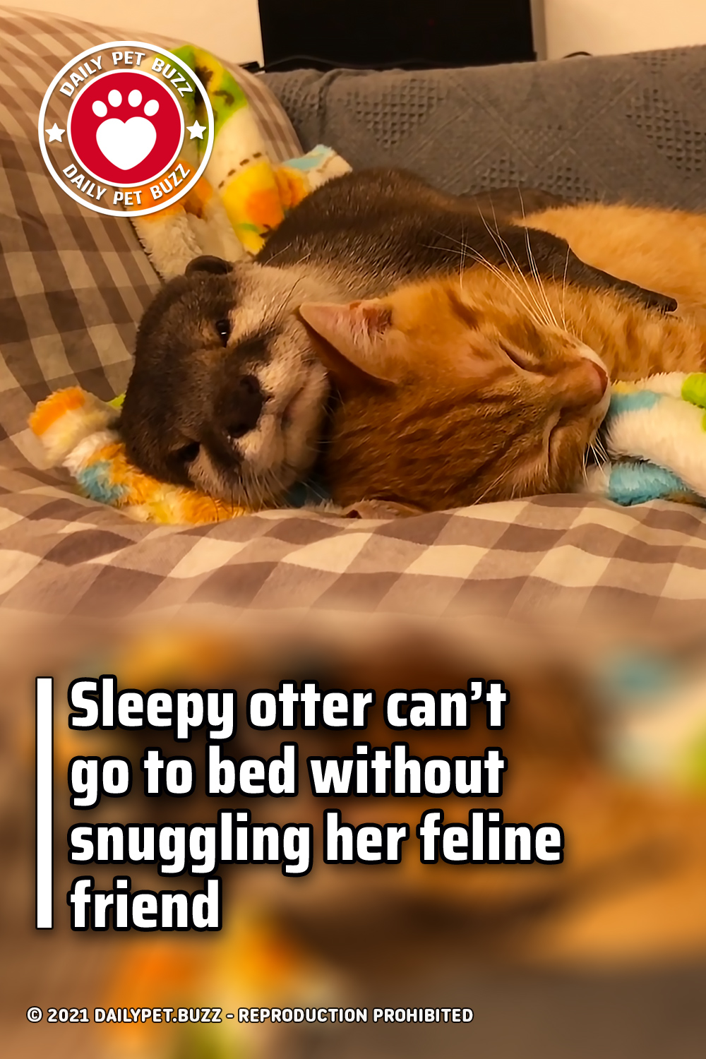 Sleepy otter can’t go to bed without snuggling her feline friend
