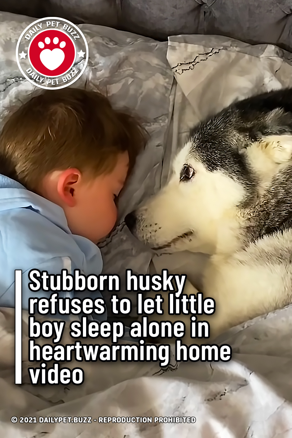 Stubborn husky refuses to let little boy sleep alone in heartwarming home video