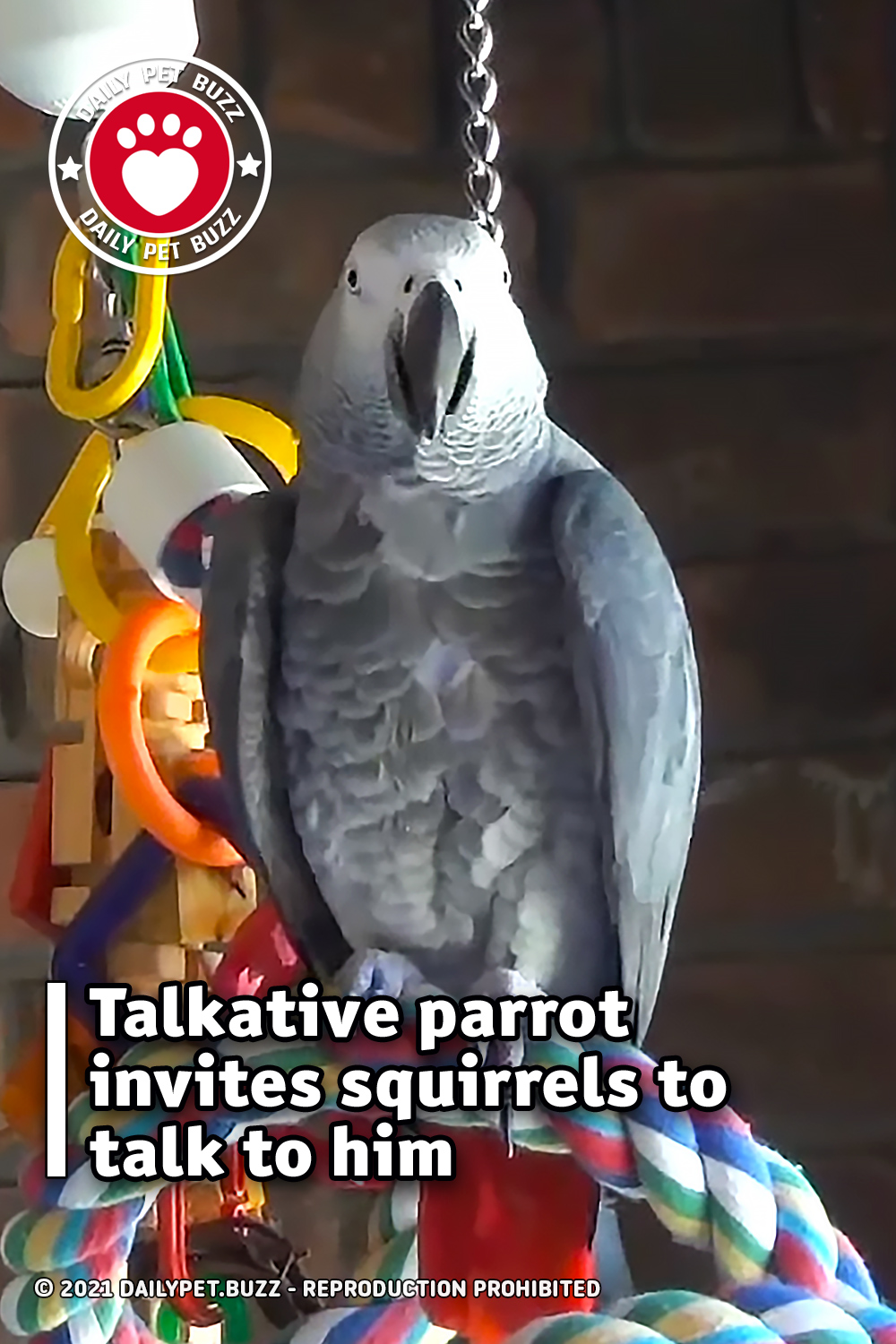 Talkative parrot invites squirrels to talk to him