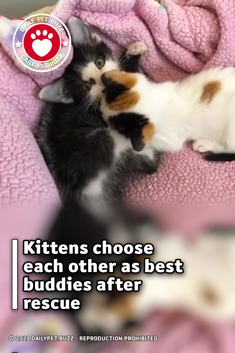 Kittens choose each other as best buddies after rescue
