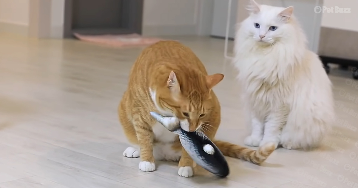 Cat playing with flopping fish toy