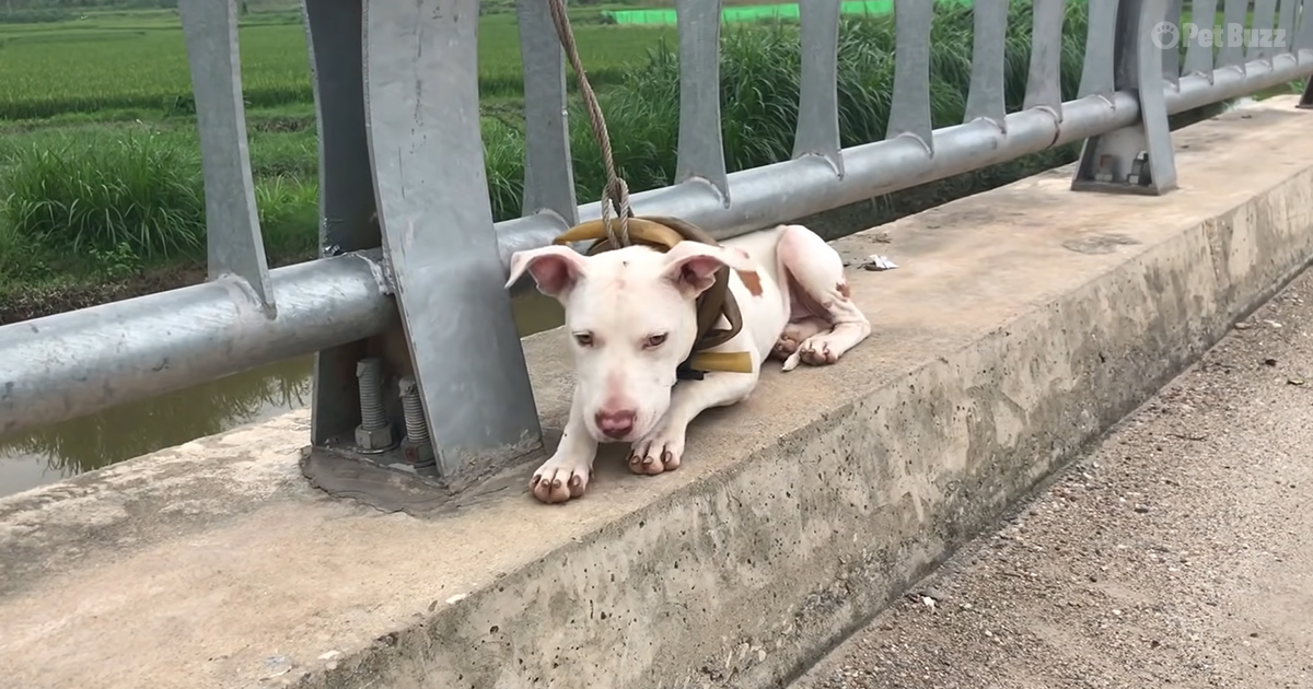 Dog tied to bridge
