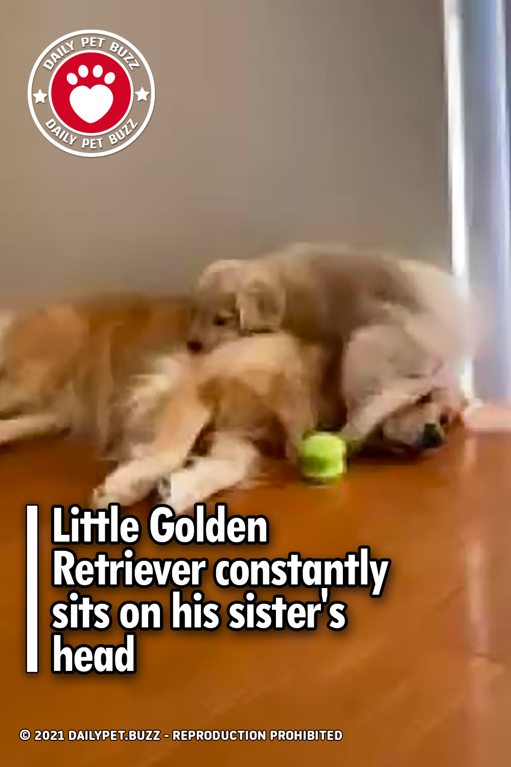 Little Golden Retriever constantly sits on his sister\'s head
